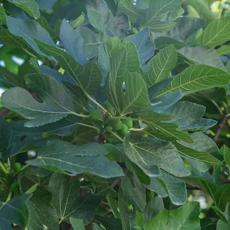 Mulberry Tree Βίλα *