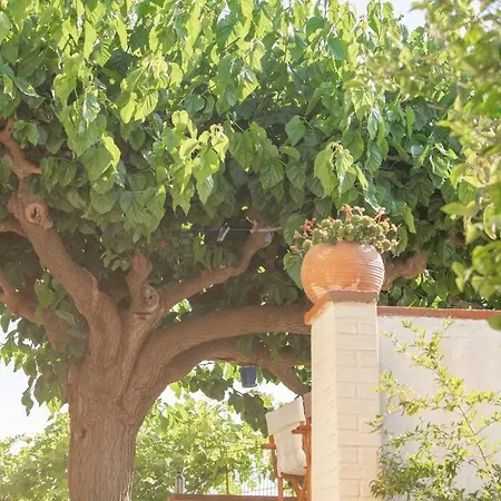 Mulberry Tree *